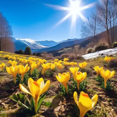 Картинка Березовая роща в марте » Весна » Природа » Картинки 24 - скачать  картинки бесплатно