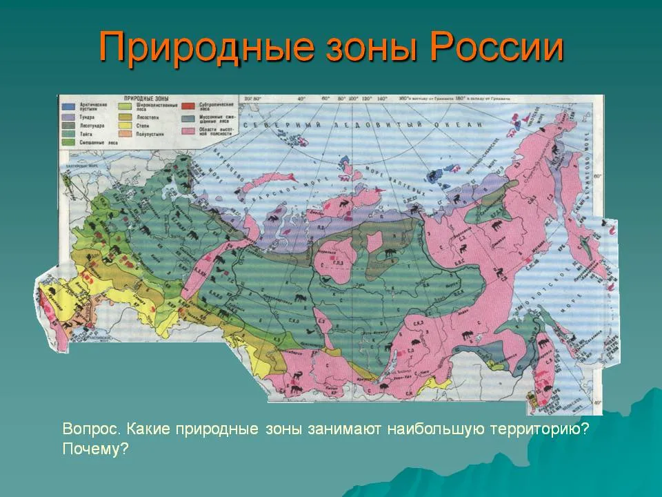 Природные зоны россии 2024