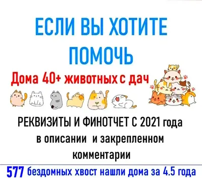 Это привет из дома от одного из котят из библиотеки. Девочка дома. |  Animalrescueed | Дзен