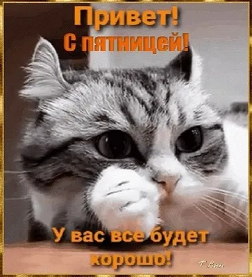 Pin by Evgenia Pustovit on ДНИ НЕДЕЛИ | Cats, Animals, Poster