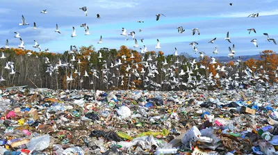 Проблема Мусора В Лесу Пластиковый Мусор В Лесу Заправленная Природа  Проблема Мировой Экологии Концепция Спасите Мир — стоковые фотографии и  другие картинки Без людей - iStock