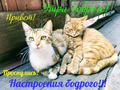 Юмор online - - Тук-тук! Улыбнись! С добрым утром! 😃 | Facebook