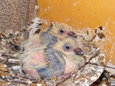 Pigeon chicks from birth to month + English subtitles - YouTube