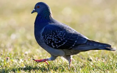 Птенец голубя, эстетично, красиво, …» — создано в Шедевруме
