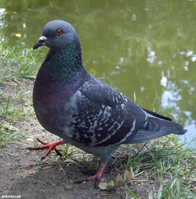 Для тех, кто ни разу не видел птенцов голубей | Пикабу