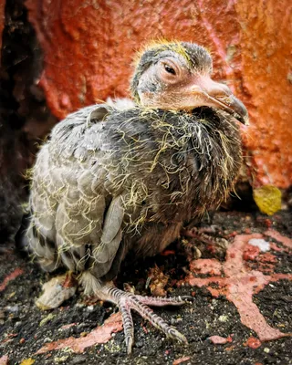 Вы когда-нибудь видели птенцов голубей? | Пикабу