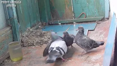 Почему жители городов никогда не видят птенцов голубей