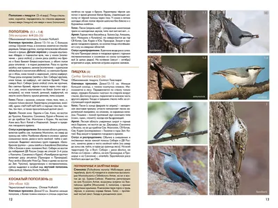 Blue-and-White Flycatcher Cyanoptila cyanomelana – Птицы Дальнего Востока