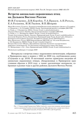 Птицы Приморского края (62 фото)