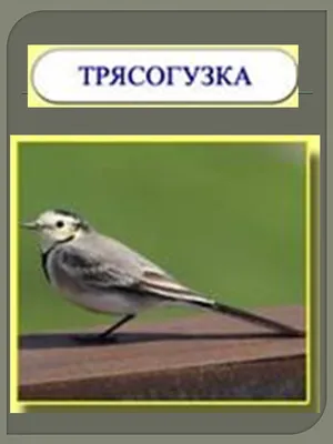 Птицы Челябинской области: фото и описание. Хищные, певчие, лесные, оседлые