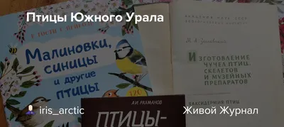 Птицы Южного Урала - KP.RU