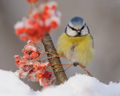 Фотограф Александр Пахалуев показал 12 ярких фото птиц Урала - 21 марта  2023 - Е1.ру