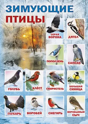 Каких птиц можно увидеть летом на Среднем Урале - YouTube