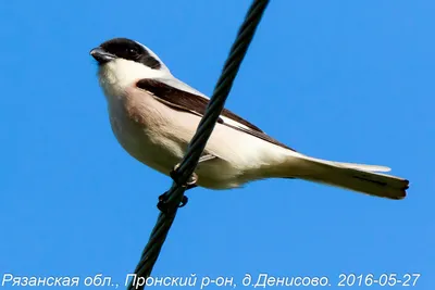 В Рязанской области пересчитали птиц - YouTube