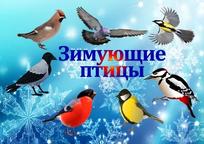 Редкие виды хищных птиц Самарской области