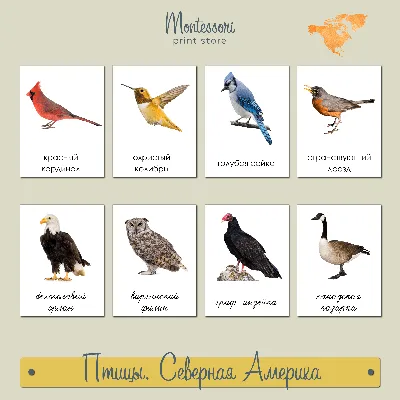 Плакат. Животные и птицы Северной Америки.