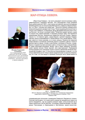 Крылатые жители Севера: самые красивые птицы, обитающие в тундре Ямала