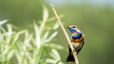 В Йошкар-Олу прилетели красивейшие птицы Севера