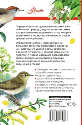 Самые распространенные птицы средней полосы России: Эти пернатые красавцы  встречаются на каждой прогулке | ЛесоВитёк | Дзен