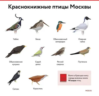 Птицы Средней Полосы России Картинки 84 фото