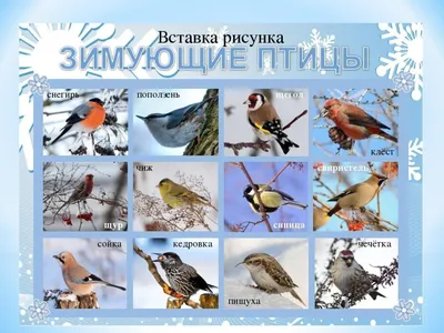 Птицы средней полосы России