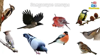 Птицы семейства воробьиных - картинки и фото poknok.art