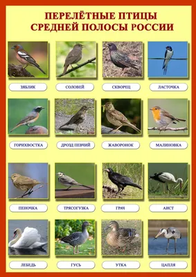 Птицы Удмуртии — места, описание, фотографии, отзывы