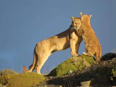 Pumas and cougars guide: what's the difference between them, where do they  live and what do they eat? - Discover Wildlife