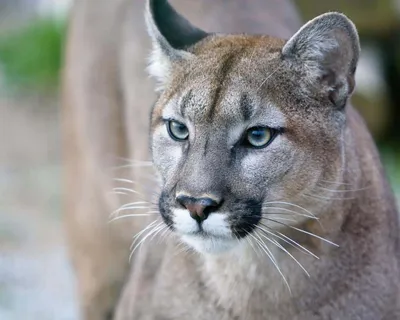 File:Puma concolor. Costa Rica.jpg - Wikipedia