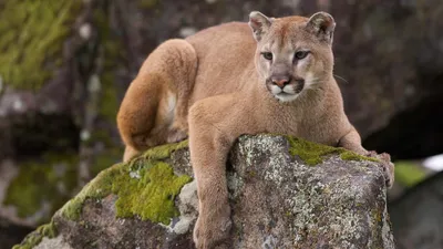 Puma Power | Defenders of Wildlife