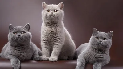 Смешные няшные,пушистые котята …» — создано в Шедевруме