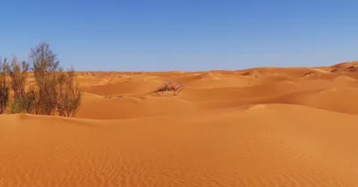 Самая большая пустыня в мире: почему это не Сахара, а холодная Антарктида