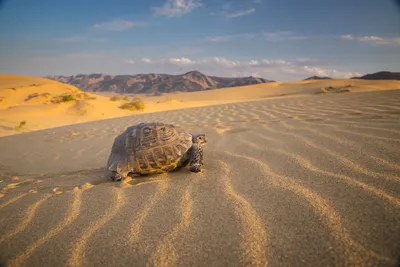 Глас вопиющего в пустыне: почему пески занимают всё больше пространства -  Новости РГО