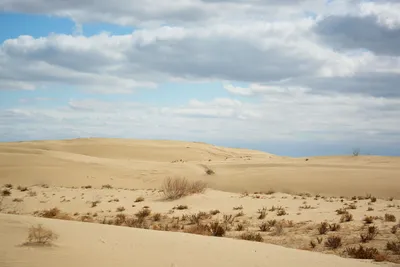 10 интересных фактов о пустыне | Расскажу и покажу | Дзен