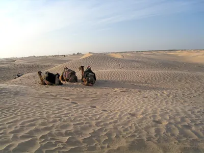 Сафари на верблюдах в пустыне Тар | Джайсалмер сафари