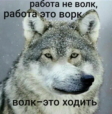 Работа не волк | Funny photos, Funny relatable memes, Best memes