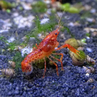 Рак желтый тигровый (Cherax papuanus) купить | Аквамир Тольятти