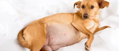 Рак молочной железы у собак - Интернет-магазин \"Belvet\" - онлайн  гипермаркет, ветеринарные товары и оборудование