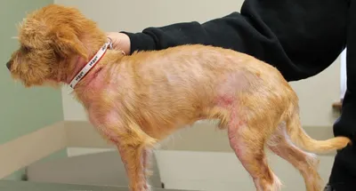 Пожилые собаки: болезни кожи - статьи о ветеринарии «Свой Доктор»