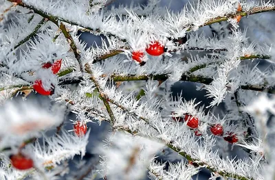 ранняя зима :: aliaksandr. – Социальная сеть ФотоКто
