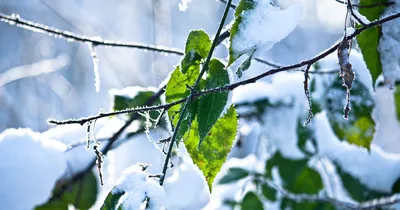 Ранняя зима в Оренбуржье 2016 года | Зима, Картинки