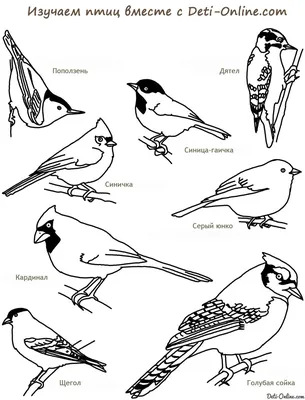 Искусство творить.: Зимующие птицы. Раскраска.