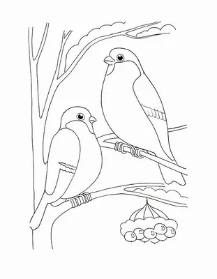 Раскраски птицы зимующие для 3 лет (49 фото) » рисунки для срисовки на  Газ-квас.ком