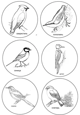 Раскраска зимующие птицы | Детские раскраски, распечатать, скачать