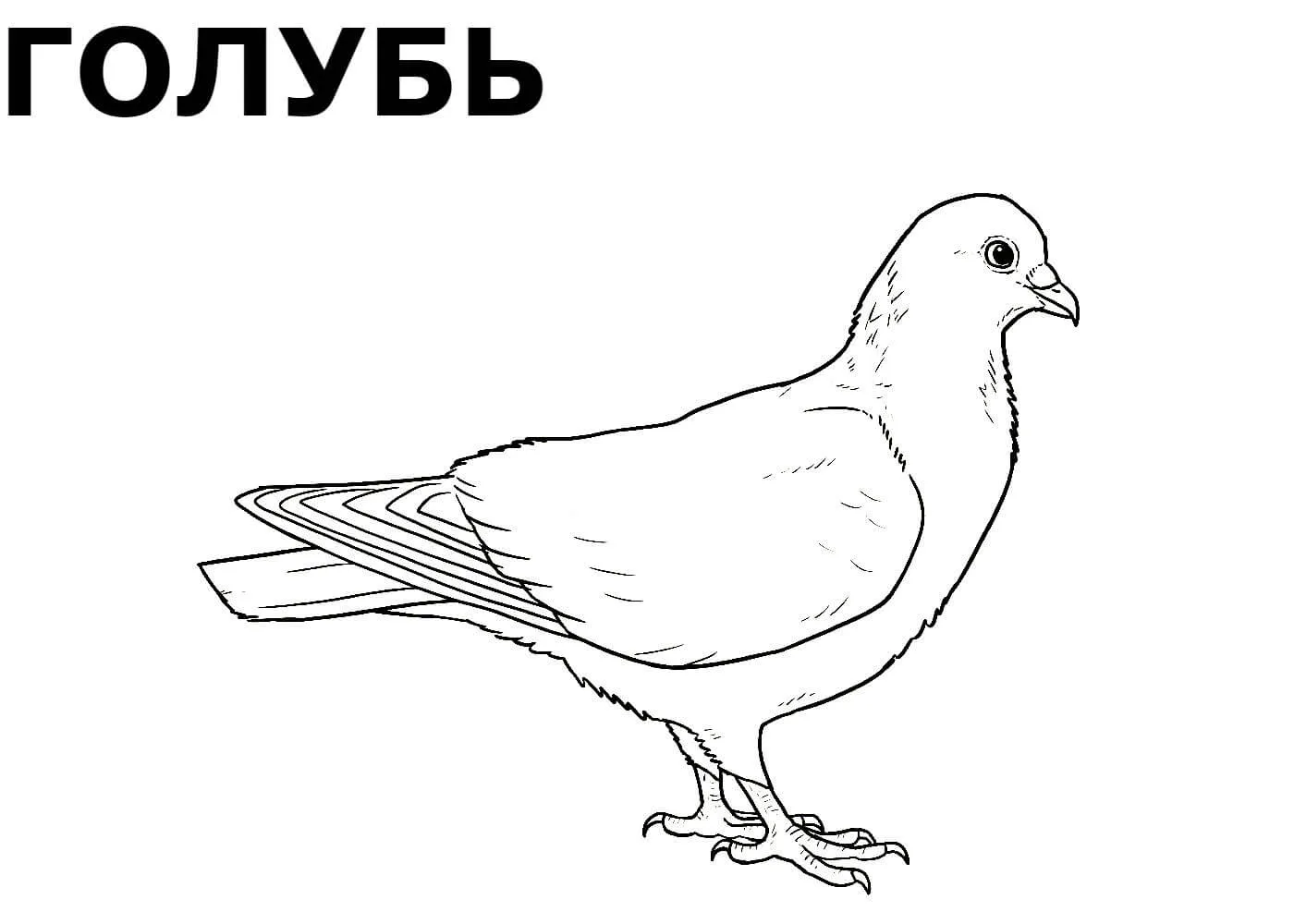 Картинки Птичек Для Детей Для Раскрашивания