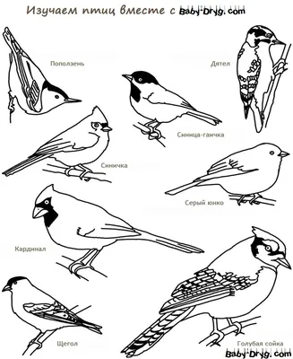 Рисунок птиц перелетных птиц