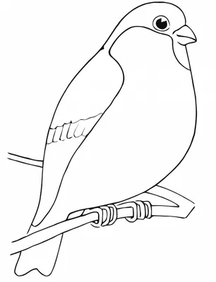 Раскраска зимующая птица снегирь 😻 распечатать бесплатно