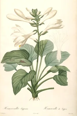 Хоста (растение) — Википедия