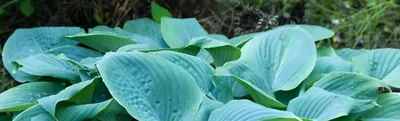 Хоста (Hosta) - «Хоста - оптимальный вариант растения, которое растет в  тени» | отзывы