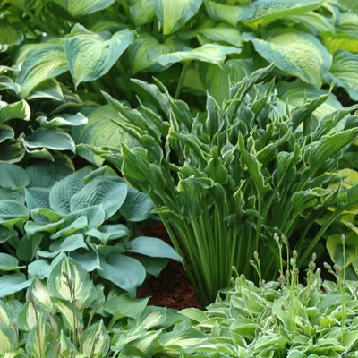 Хосты - идеальное растение для тенистых мест | Пикабу